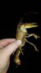 Lacunicambarus polychromatus