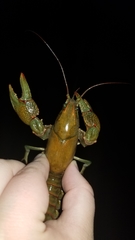 Lacunicambarus polychromatus