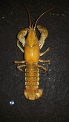 Lacunicambarus polychromatus