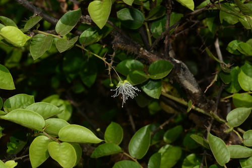Image of Round Leaf Caper (Capparis rotundifolia) by no rights reserved