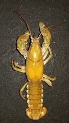 Lacunicambarus polychromatus
