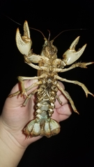 Lacunicambarus polychromatus