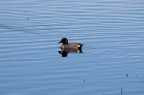 iNaturalist: (c) kikeda, some rights reserved (CC BY-NC), uploaded by kikeda iNaturalist image