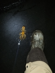 Lacunicambarus polychromatus