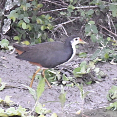 Amaurornis phoenicurus