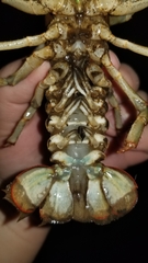 Lacunicambarus polychromatus