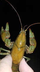 Lacunicambarus polychromatus