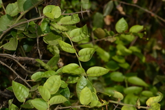 Capparis rotundifolia