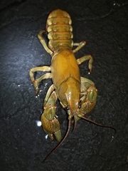 Lacunicambarus polychromatus