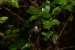 Capparis rotundifolia