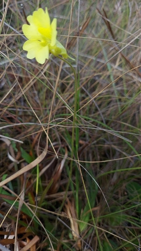 Yellow Butterwort (Pinguicula lutea)