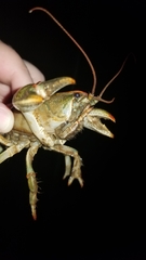 Lacunicambarus polychromatus