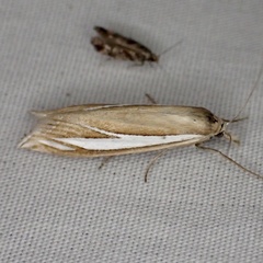 Crambus satrapellus