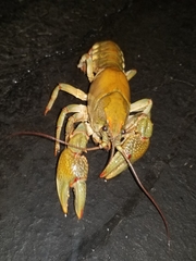 Lacunicambarus polychromatus