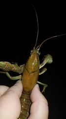 Lacunicambarus polychromatus