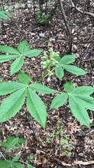 Aesculus pavia flavescens