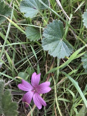 Sidalcea malviflora malviflora