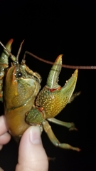 Lacunicambarus polychromatus