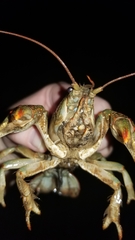 Lacunicambarus polychromatus