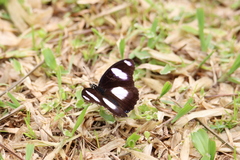 Hypolimnas misippus