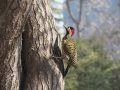 Colaptes melanochloros