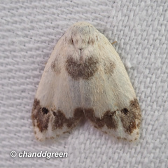 Neoduma kuangtungensis