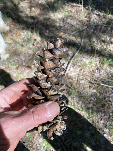limber pine (Pinus flexilis)