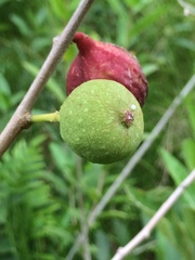 Ficus capreifolia