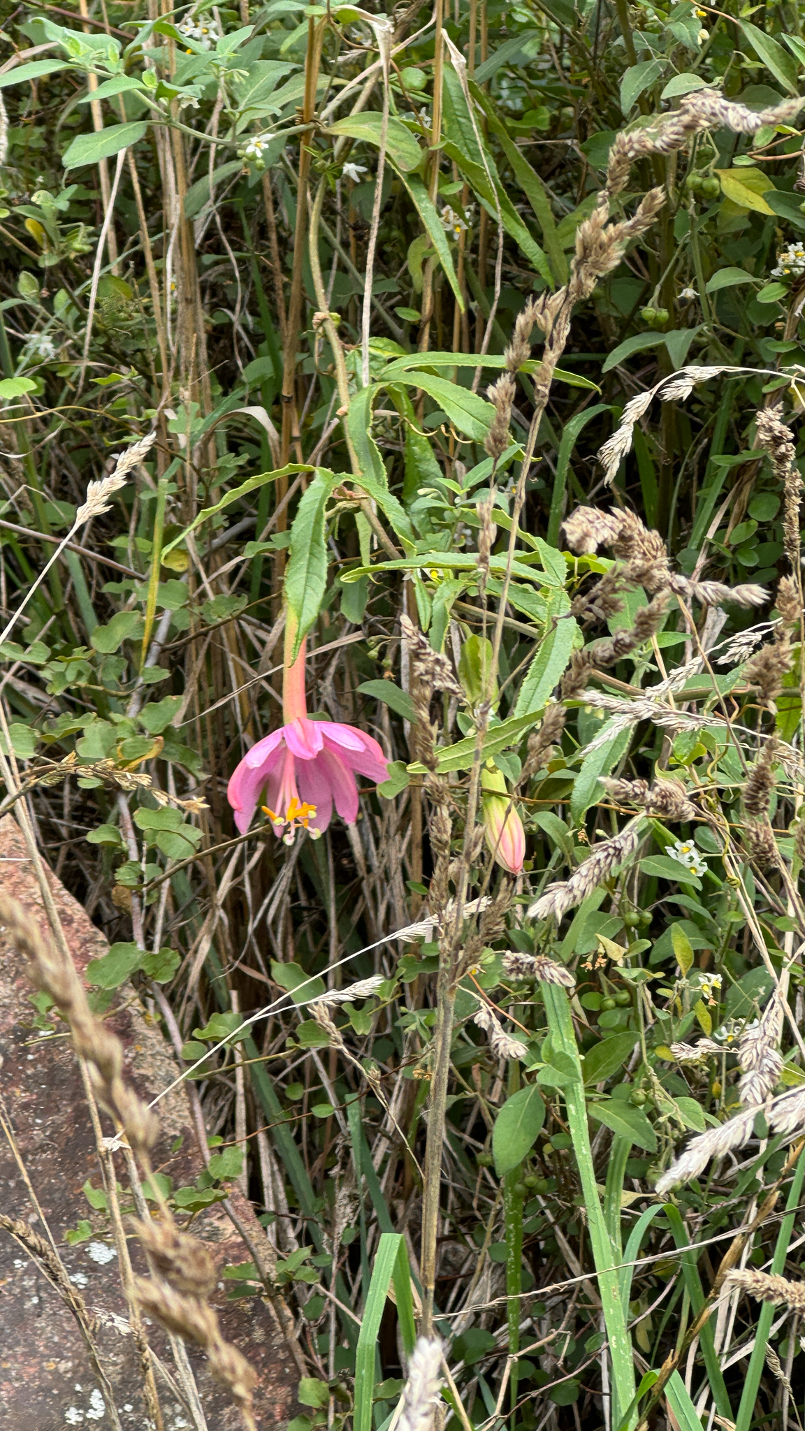 Passiflora Tripartita (Passiflora tripartita)