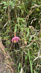 Grenadille (Passiflora tripartita)