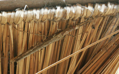Trachythorax