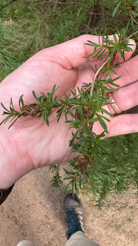 Burgan (Kunzea ericoides)