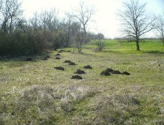 Spalax zemni