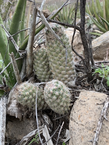 Pelecyphora tuberculosa