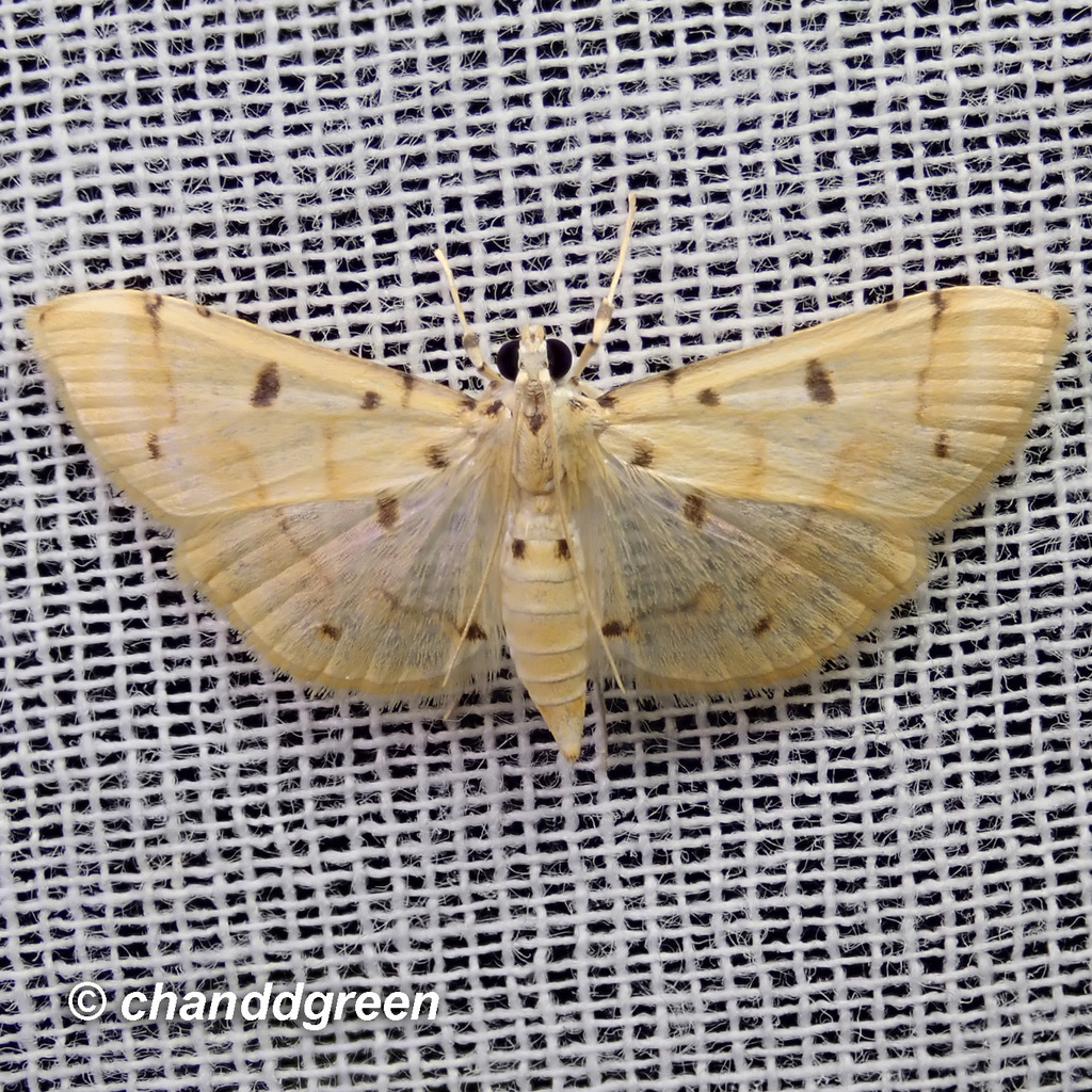 Pycnarmon aeriferalis