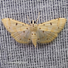 Pycnarmon aeriferalis
