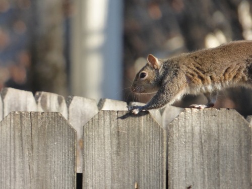 Eastern Gray Squirrel photographed in Arkansas