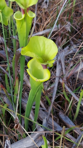 Yellow Pitcher Plant (Sarracenia flava)