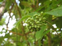 Cestrum thyrsoideum