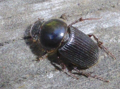 Acrossidius tasmaniae
