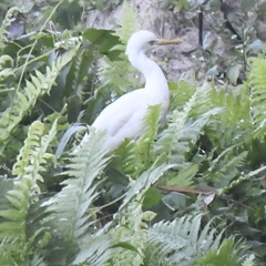Bubulcus ibis