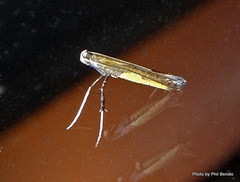 Caloptilia azaleella