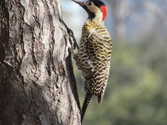 Colaptes melanochloros