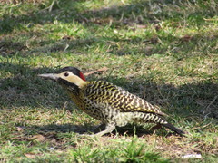 Colaptes melanochloros