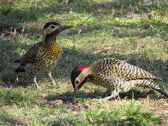 Colaptes melanochloros