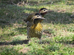 Colaptes melanochloros