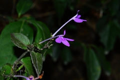 Justicia hintoniorum