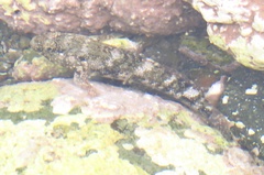Mauligobius maderensis
