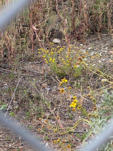 stinknet (Oncosiphon pilulifer)