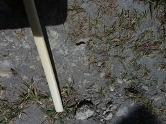 Cladium